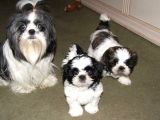 Basık Surat Safkan Shih Tzu Tüy Dökmez Orjinal Garantili