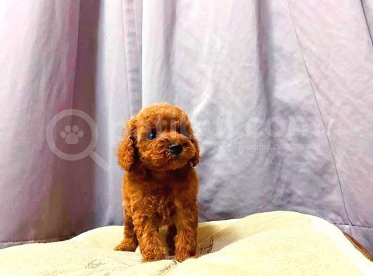 Irk Ve Sağlık Garantili Red Toy Poodle Yavruları