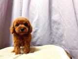 Irk Ve Sağlık Garantili Red Toy Poodle Yavruları
