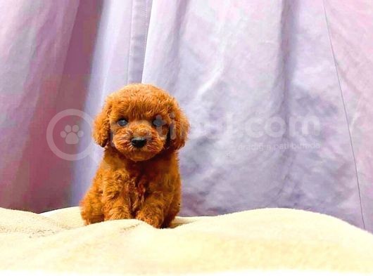Irk Ve Sağlık Garantili Red Toy Poodle Yavruları görsel