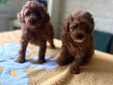 Bebek Surat Toy Poodle Yavrular