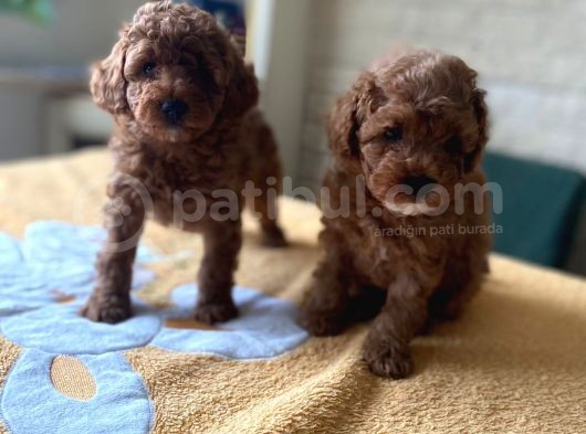 Bebek Surat Toy Poodle Yavrular görsel
