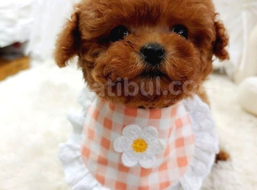 %100 Orji̇nal Sevi̇mli̇ Toy Poodle Yavrularimiz