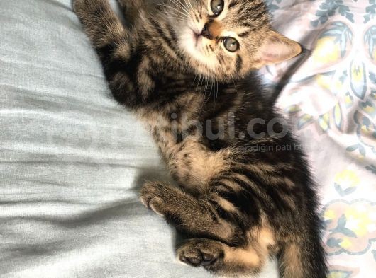 Golden Tabby Scotti̇sh Strai̇ght Erkek 4 Aylik Yavru Kedi̇m görsel