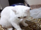 Pamuk