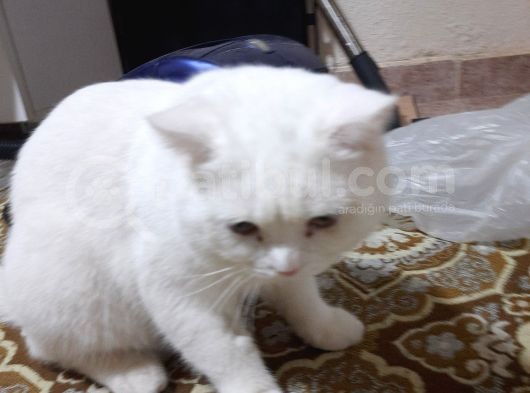 Pamuk