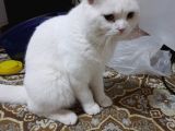 Pamuk
