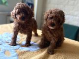 Bebek Surat Toy Poodle Yavrular