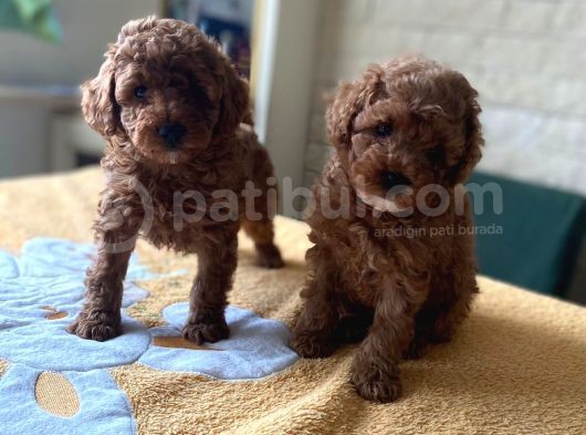 Bebek Surat Toy Poodle Yavrular görsel