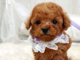 %100 Orji̇nal Sevi̇mli̇ Toy Poodle Yavrularimiz