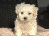 Show Kalite Maltese Terier Bebekler