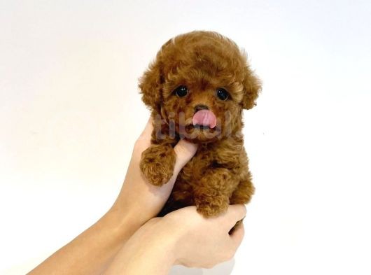 Safkan Red Brown Toy Poodle Yavrularimiz görsel