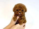 Safkan Red Brown Toy Poodle Yavrularimiz