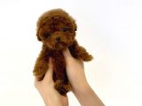 Çocuklarla Uyumlu Red Brown Toy Poodle Yavrularimiz