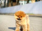 Yavru Patiler Farkı Ile