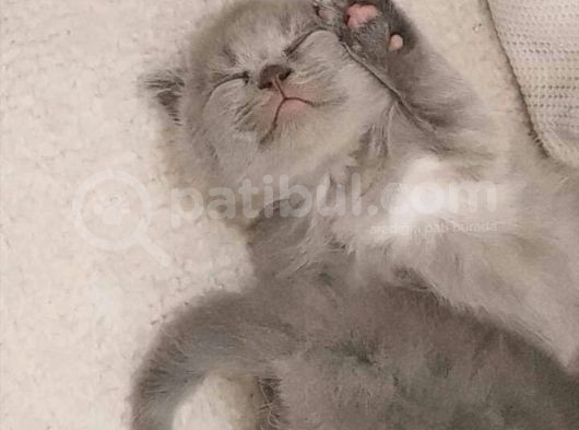 Scottish Fold (Ayıcık Kulaklı) Yavrular görsel