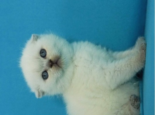 Eşsiz Güzellikte Blue Point Scottish Fold görsel