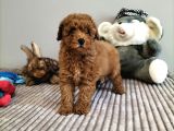 Irk Ve Sağlık Garantili Red Toy Poodle Yavrulari