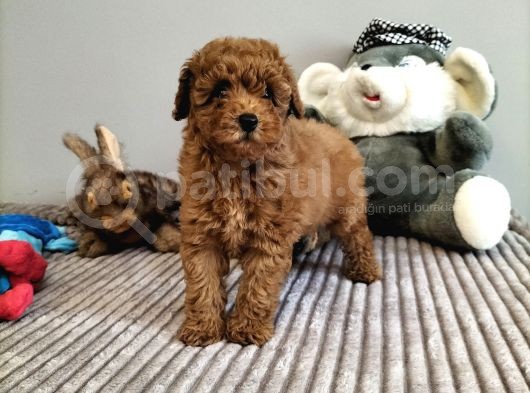 Irk Ve Sağlık Garantili Red Toy Poodle Yavrulari görsel
