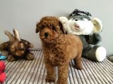 Irk Ve Sağlık Garantili Red Toy Poodle Yavrulari