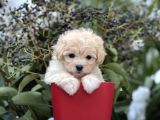 Xxs Show Görsel Malti̇poo Yavrular