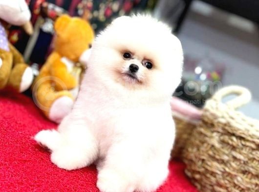 Pomerani̇an Boo Kusursuz Karbeyaz Di̇şi̇ Erkek Bebekler görsel