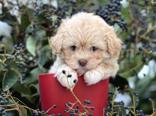 Xxs Show Görsel Malti̇poo Yavrular görsel