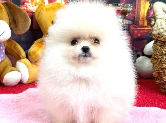 Pomerani̇an Boo Kusursuz Karbeyaz Di̇şi̇ Erkek Bebekler görsel