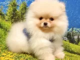 Satılık Pomeranian Boo Teddy Bear Yavrular