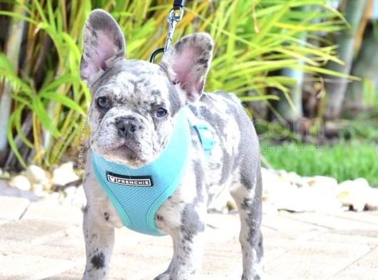 French Bulldog Blue Merle Gri Mavi Gözlü Safkan Nadir Renk görsel