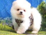 Satılık Pomeranian Boo Teddy Bear Yavrular