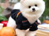Yavru Patiler Farkı İle