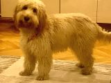 Oyun Canavarı Maltipoo