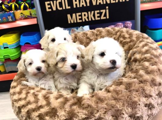 Mükemmel Malti̇poo Yavrularimiz Gelmi̇şti̇r