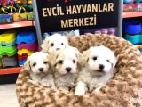Mükemmel Malti̇poo Yavrularimiz Gelmi̇şti̇r