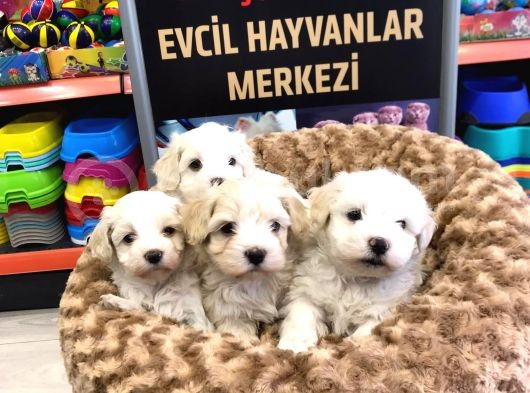 Mükemmel Malti̇poo Yavrularimiz Gelmi̇şti̇r görsel