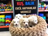Mükemmel Malti̇poo Yavrularimiz Gelmi̇şti̇r
