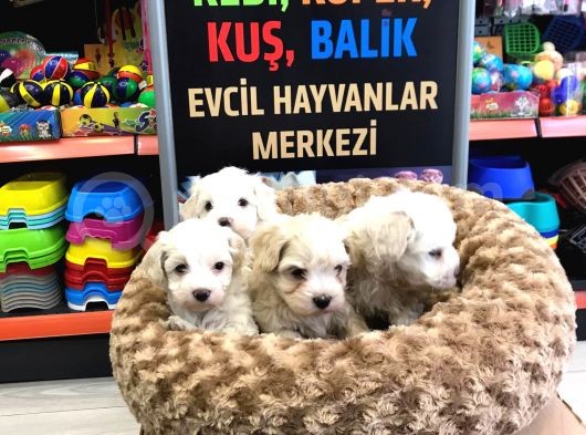 Mükemmel Malti̇poo Yavrularimiz Gelmi̇şti̇r görsel