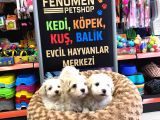 Mükemmel Malti̇poo Yavrularimiz Gelmi̇şti̇r