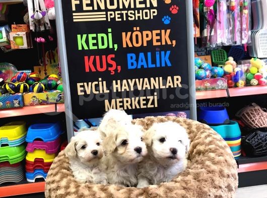 Mükemmel Malti̇poo Yavrularimiz Gelmi̇şti̇r görsel