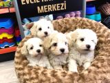 Mükemmel Malti̇poo Yavrularimiz Gelmi̇şti̇r