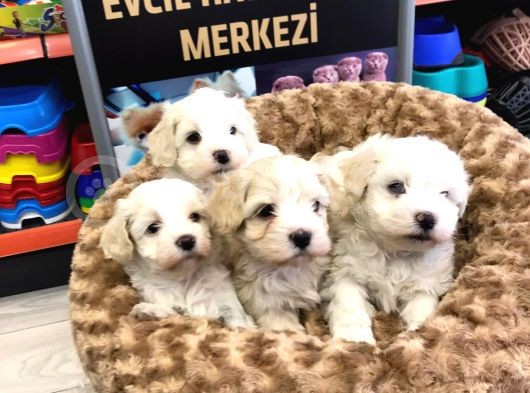 Mükemmel Malti̇poo Yavrularimiz Gelmi̇şti̇r görsel