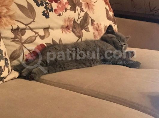 Scotish Fold Anne British Shorthair Babanın Yavruları görsel