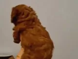 Toy Poodle Yavrularimiz