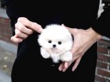 Ayı Surat Pomeranian Boo Yavrularımız