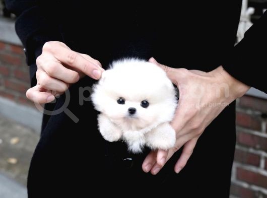 Ayı Surat Pomeranian Boo Yavrularımız