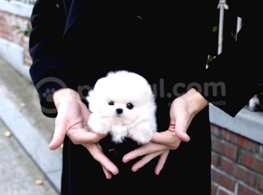 Ayı Surat Pomeranian Boo Yavrularımız görsel