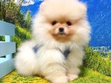 Safkan Pomeranian Boo Yavrularımız