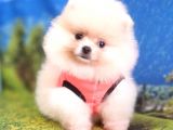 Orjinal Pomeranian Boo Yavrularımız