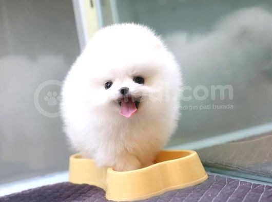 Ayı Surat Pomeranian Boo Yavrularımız görsel